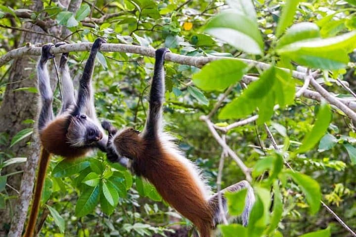 Jozani Forest & Salaam Cave: Red Colobus, Mangroves and a Hidden Swimming Cave in Zanzibar photo 4