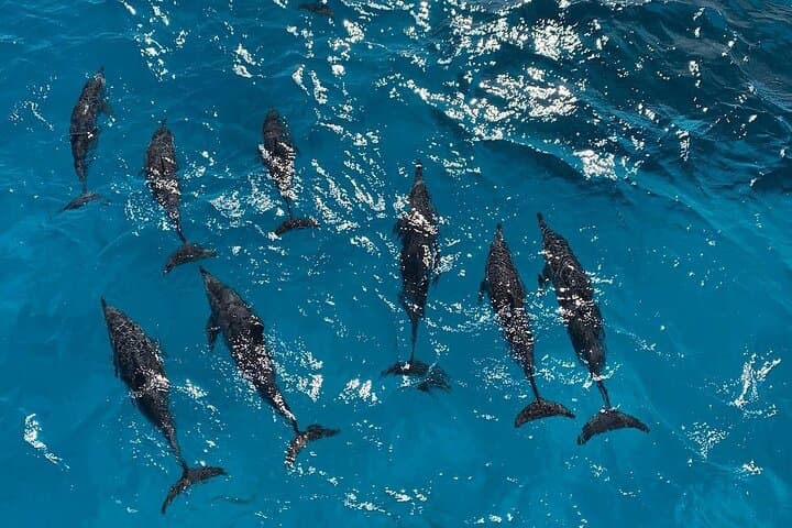 Sataya Dolphin House Snorkel from Marsa Alam — Swim with Spinner Dolphins photo 2