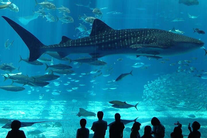 Istanbul Aquarium: 80-Meter Underwater Tunnel & Comfortable Hotel Transfers photo 4