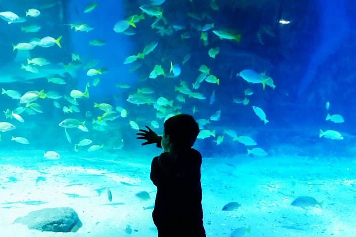 Istanbul Aquarium Admission with Hotel Transfers — Skip-the-Line Akvaryum Visit photo 4