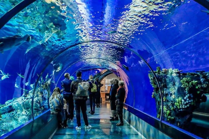 Istanbul Aquarium: 80-Meter Underwater Tunnel & Comfortable Hotel Transfers photo 6
