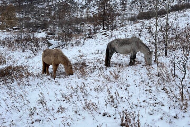 Winter Nomadic Hospitality: 2-Day Ger Stay at Elsen Tasarkhai from Ulaanbaatar photo 4