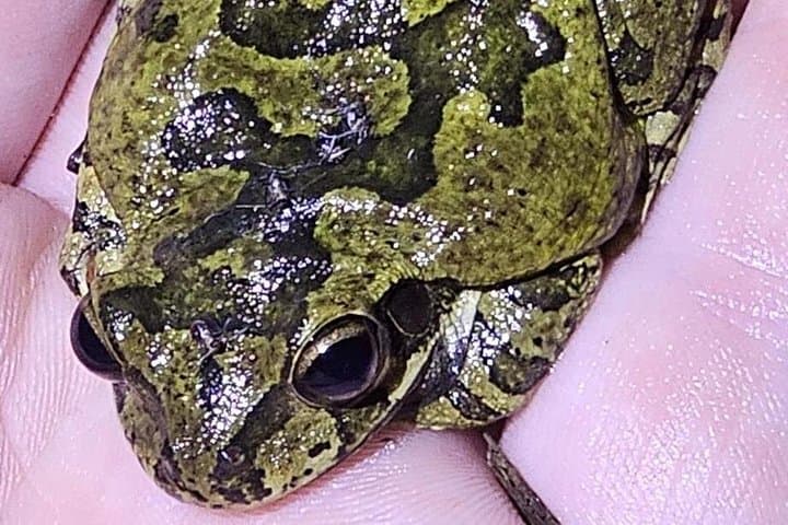 Night Herping in Puerto Morelos: Reptile and Amphibian Tour in Yucatán Jungle photo 6