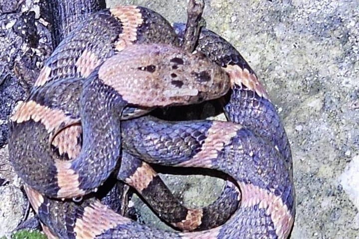 Night Herping in Puerto Morelos: Reptile and Amphibian Tour in Yucatán Jungle photo 2