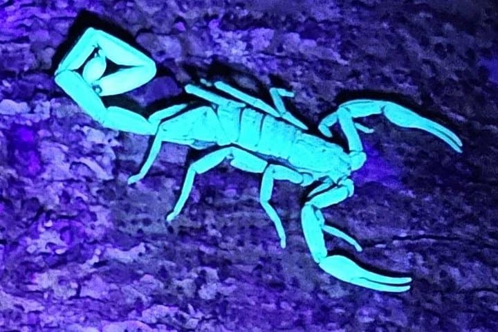 Night Herping in Puerto Morelos: Reptile and Amphibian Tour in Yucatán Jungle