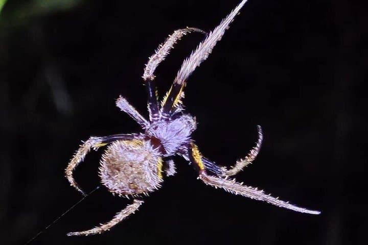 Night Herping in Puerto Morelos: Reptile and Amphibian Tour in Yucatán Jungle photo 4