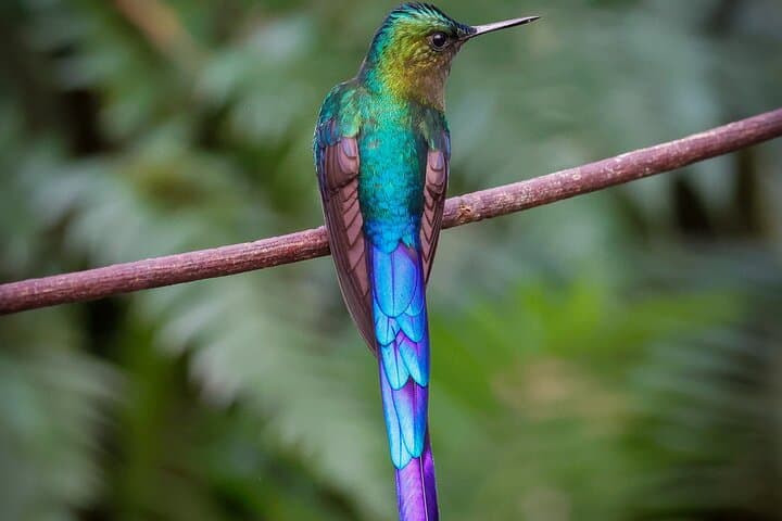 Mindo Cloud Forest Private Tour: Hummingbirds, Waterfalls & Chocolate Tasting photo 6
