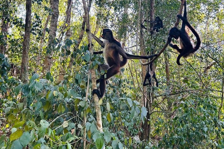 Punta Laguna Spider Monkey Reserve: Mayan Ceremony, Canoe & Cenote Tour photo 2
