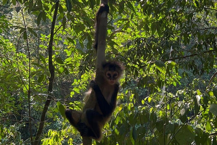 Punta Laguna Spider Monkey Reserve: Mayan Ceremony, Canoe & Cenote Tour photo 4
