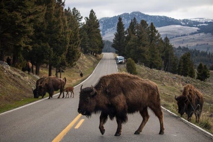 6-Night Yellowstone, Zion & Bryce Canyon Adventure with Lodging photo 2