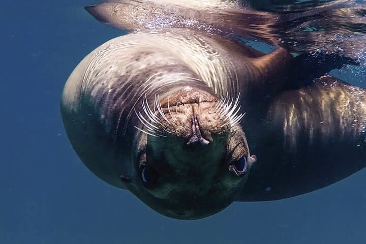 Private Yacht Charter in Cabo San Lucas — Snorkel El Arco, Hidden Beaches & Whale Watching photo 6