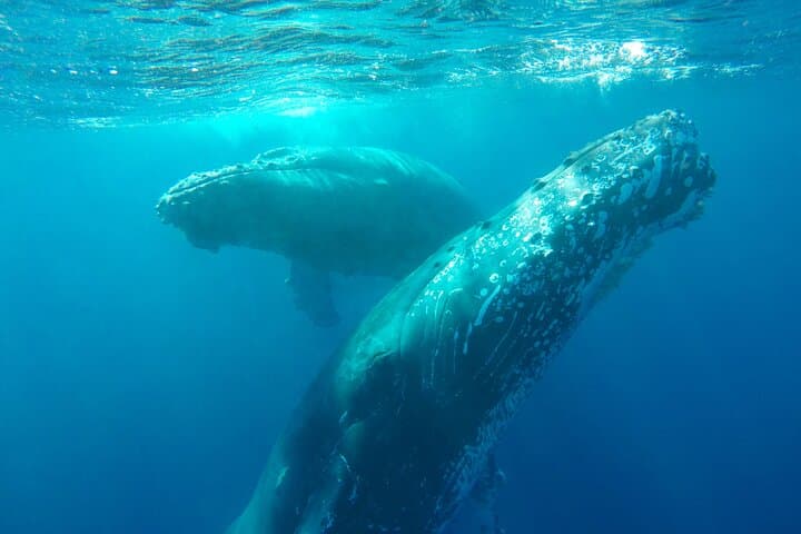 Cabo Clearboat to the Arch: Glass-Bottom Cruise to El Arco and Marine Life photo 5