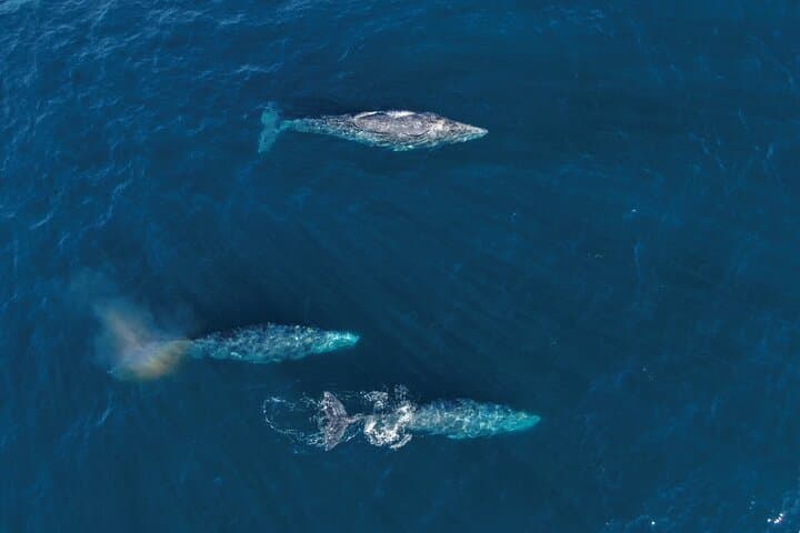 Cabo Clearboat to the Arch: Glass-Bottom Cruise to El Arco and Marine Life photo 6