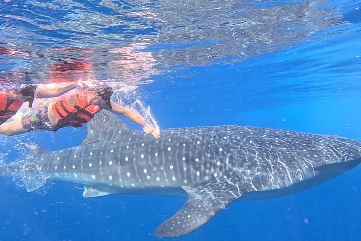 Private Whale Shark Experience from Playa del Carmen — All-Inclusive Swim & Isla Mujeres photo 3