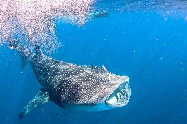Private Whale Shark Experience from Playa del Carmen — All-Inclusive Swim & Isla Mujeres photo 4