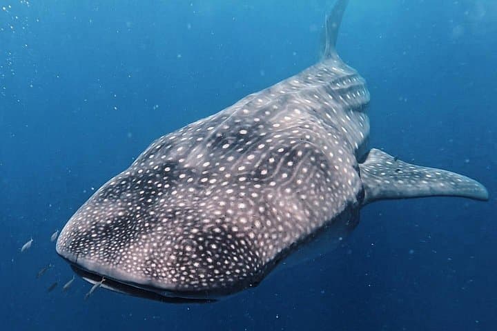 Private Whale Shark Experience from Playa del Carmen — All-Inclusive Swim & Isla Mujeres photo 1