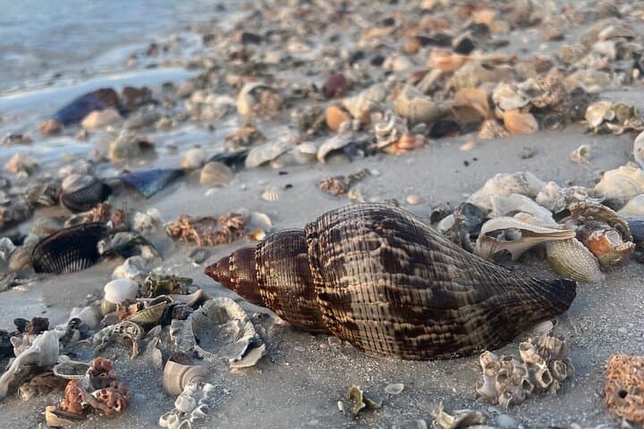 Exploring Marco Island's Hidden Shores: A 3-Hour Shelling Safari photo 2