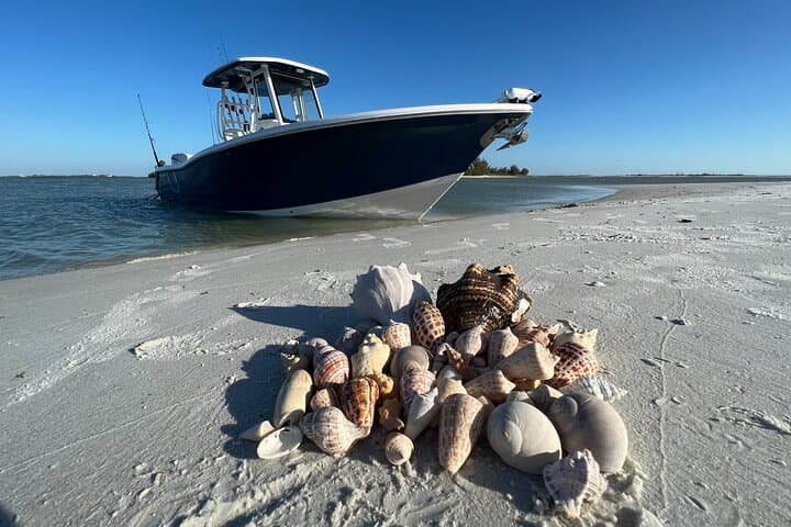 Exploring Marco Island's Hidden Shores: A 3-Hour Shelling Safari