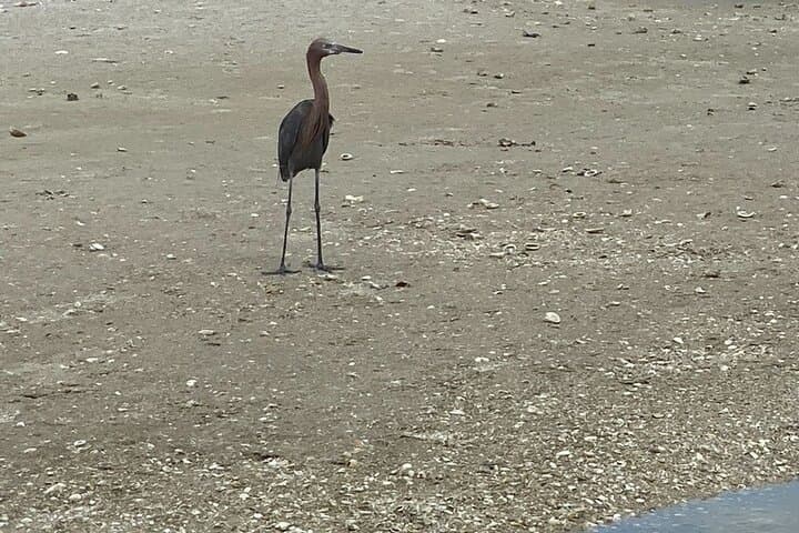Exploring Marco Island's Hidden Shores: A 3-Hour Shelling Safari photo 5