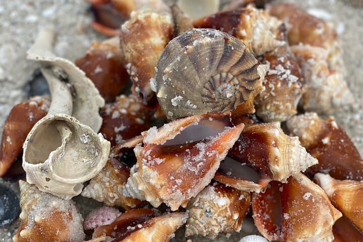 Exploring Marco Island's Hidden Shores: A 3-Hour Shelling Safari photo 6