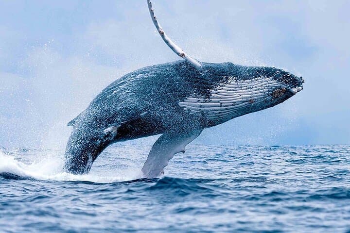 Tamarindo Whale Watching & Snorkel Tour — Humpbacks, Dolphins and Coastal Reefs
