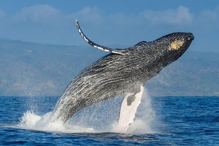 Tamarindo Whale Watching & Snorkel Tour — Humpbacks, Dolphins and Coastal Reefs photo 2