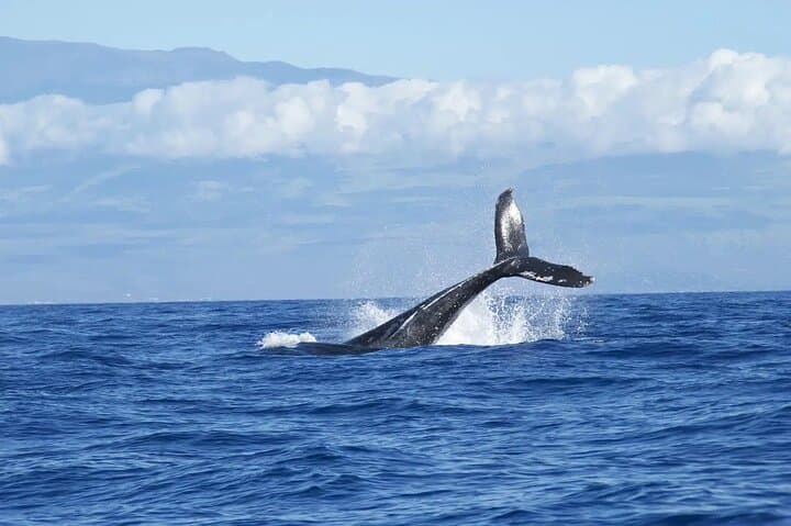 Tamarindo Whale Watching & Snorkel Tour — Humpbacks, Dolphins and Coastal Reefs photo 3