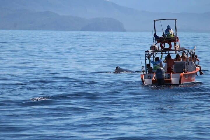 Tamarindo Whale Watching & Snorkel Tour — Humpbacks, Dolphins and Coastal Reefs photo 6
