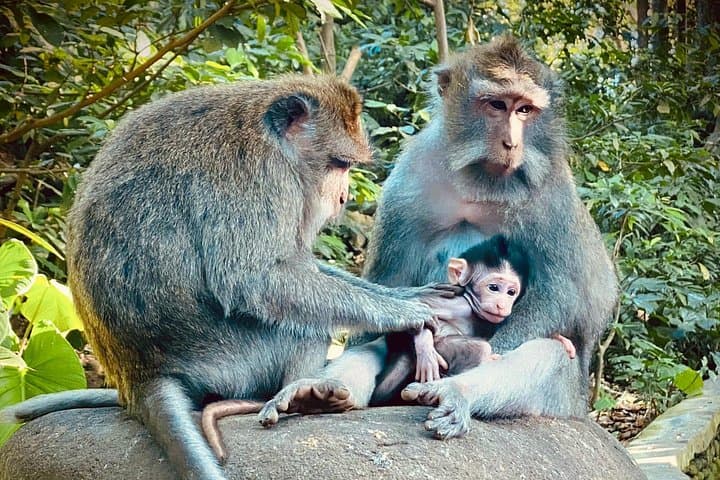 Ubud Hidden Wonders: A Day of Waterfalls, Temples & Rice Terraces photo 4