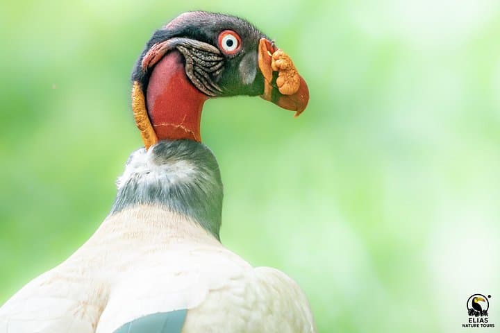 Boca Tapada Full-Day Bird Photography Tour — King Vultures, Hummingbirds & Tropical Wildlife