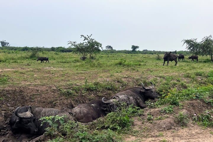 22-Day Gorillas, Chimps & Great Migration: Multi-Country Safari and Hiking Adventure photo 6