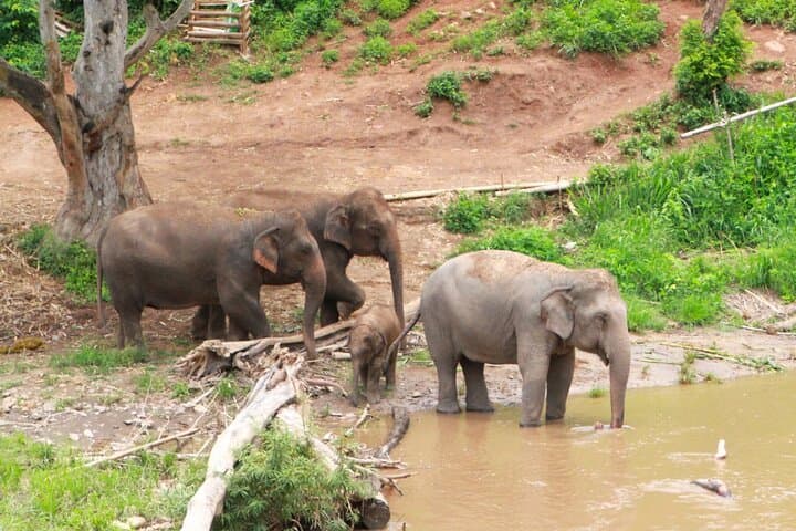 From Market to Forest: Chiang Mai Thai Cooking Class & Ethical Elephant Sanctuary photo 3