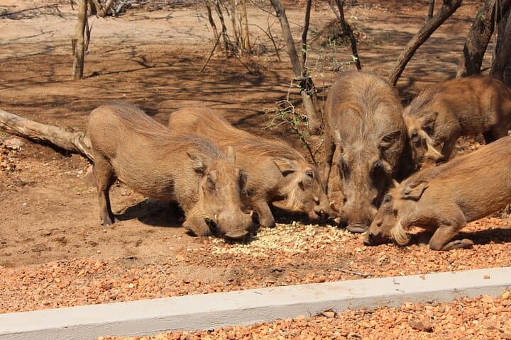 Ivory Moon: 4-Day Shared Kruger Safari from Johannesburg photo 3