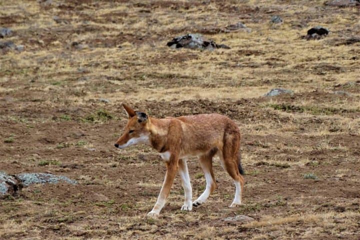 3-Day Bale Mountains Private Tour — Ethiopian Wolves, Sanetti Plateau & Harenna Forest