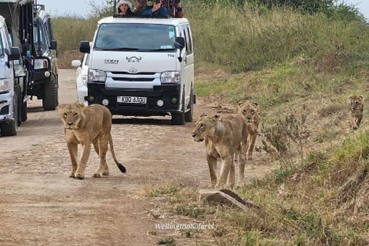 Explore Nairobi National Park and Wildlife Sanctuaries: A Day Trip from Nairobi photo 2