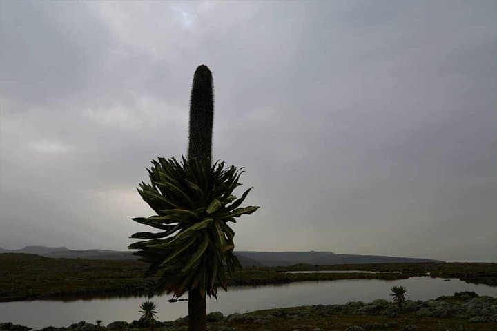 3-Day Bale Mountains Private Tour — Ethiopian Wolves, Sanetti Plateau & Harenna Forest photo 4