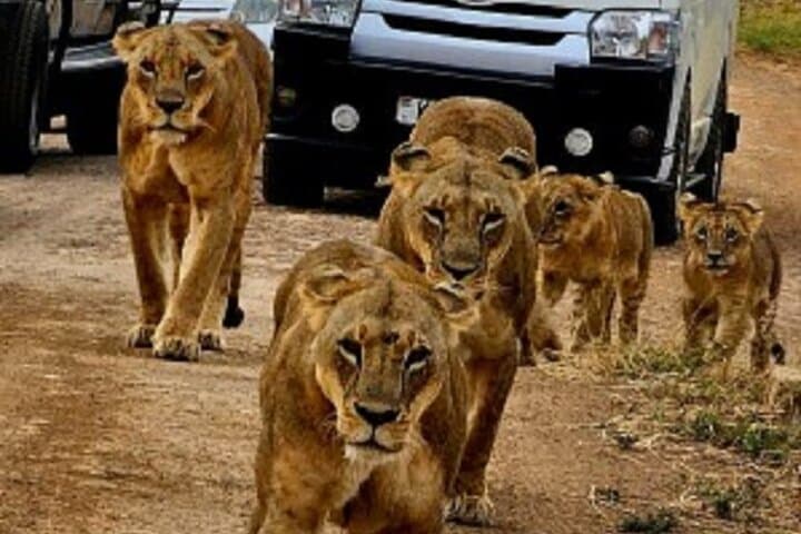 Explore Nairobi National Park and Wildlife Sanctuaries: A Day Trip from Nairobi photo 1