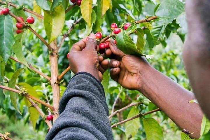 Materuni Waterfall Hike and Authentic Chagga Coffee Experience Near Kilimanjaro photo 2