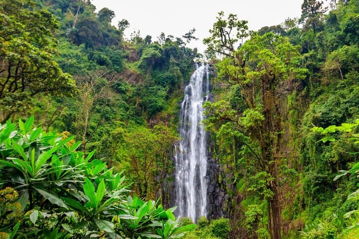 Materuni Waterfall Hike and Authentic Chagga Coffee Experience Near Kilimanjaro photo 3