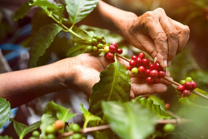 Authentic Arusha Coffee Experience: Farm Tour & Tasting Near Mount Meru photo 4