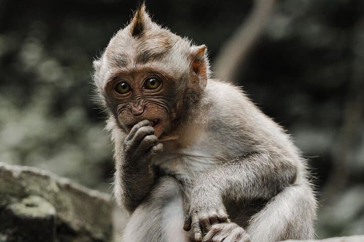 Full-Day Ubud Tour: Bali Swing, Monkey Forest, Tegalalang & Twin Waterfalls photo 6