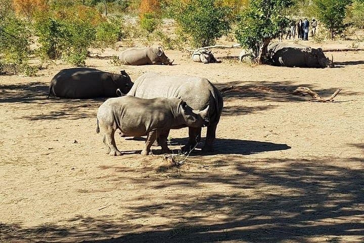 Mosi-oa-Tunya Safari: Game Drive and Rhino Tracking in Livingstone photo 1