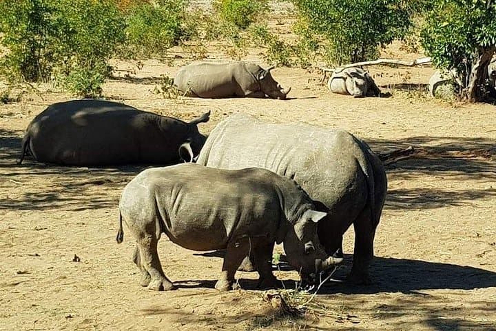 Mosi-oa-Tunya Safari: Game Drive and Rhino Tracking in Livingstone photo 2
