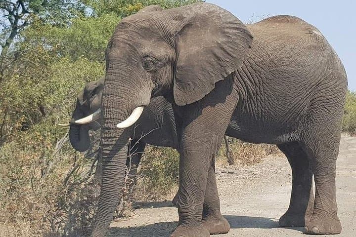Mosi-oa-Tunya Safari: Game Drive and Rhino Tracking in Livingstone photo 3