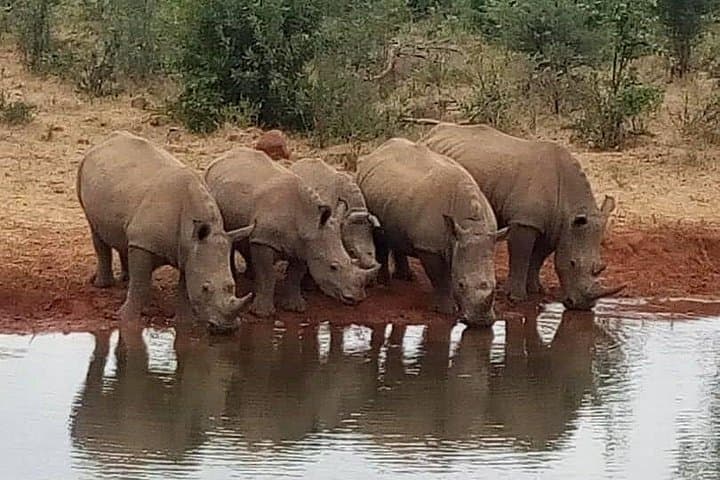 Mosi-oa-Tunya Safari: Game Drive and Rhino Tracking in Livingstone photo 4