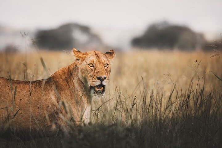 3-Day Tarangire, Ngorongoro & Manyara Shared Safari — Big Game in Three Days photo 5