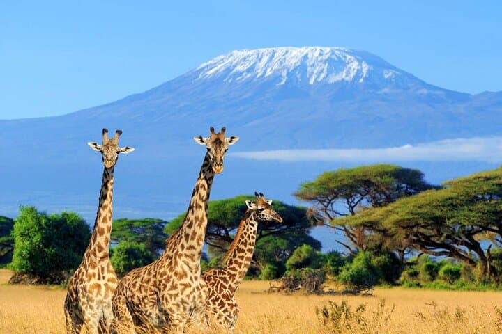 Private Day Safari to Amboseli National Park — Kilimanjaro Views & Big-Game Drives photo 6