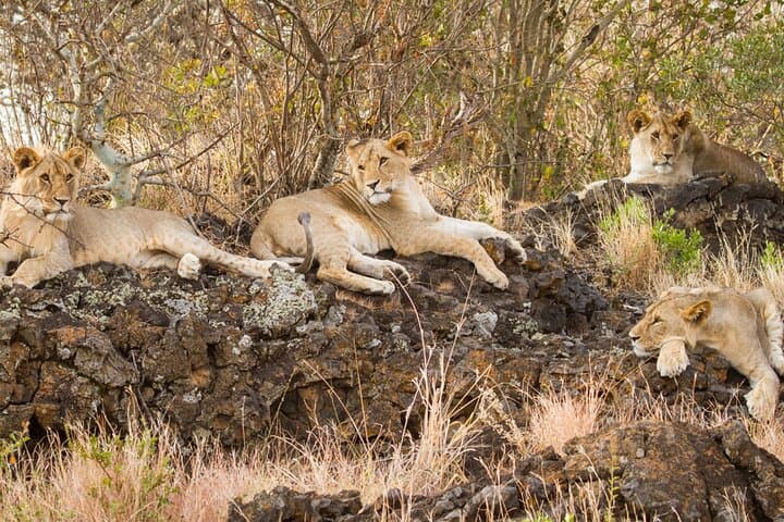 Private Day Safari to Amboseli National Park — Kilimanjaro Views & Big-Game Drives photo 3
