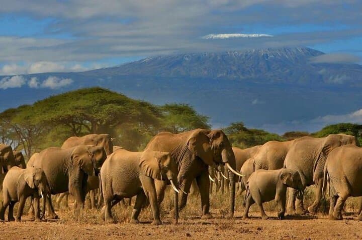 Private Day Safari to Amboseli National Park — Kilimanjaro Views & Big-Game Drives photo 4