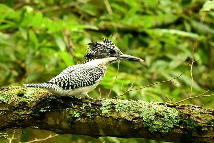 Akan Mashu Birdwatching Canoe: 2-Day, 1-Night Headwaters Eco-Tour photo 4